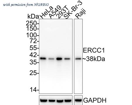 HUABIO HA750374 image 1