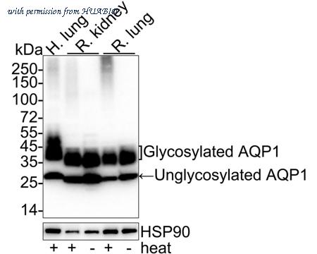 HUABIO HA750378 image 1