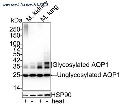 HUABIO HA750378 image 2