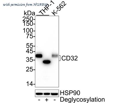 HUABIO HA750382 image 1