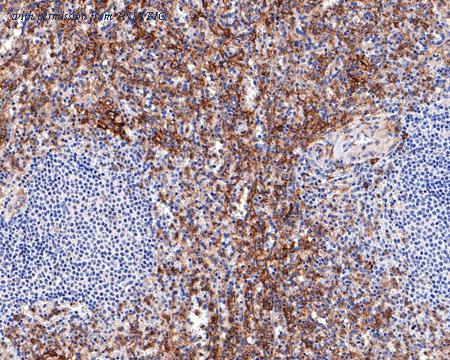 HUABIO HA750382 image 2