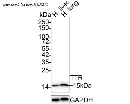 HUABIO HA750392 image 1