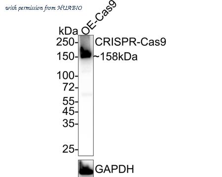 HUABIO HA750393 image 1