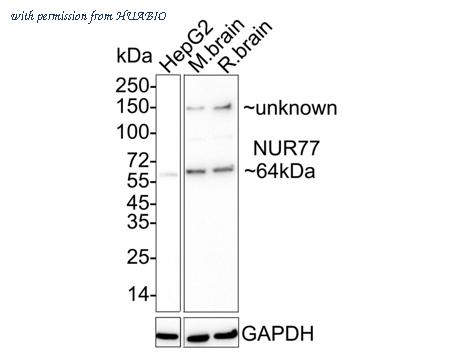 HUABIO HA750397 image 1