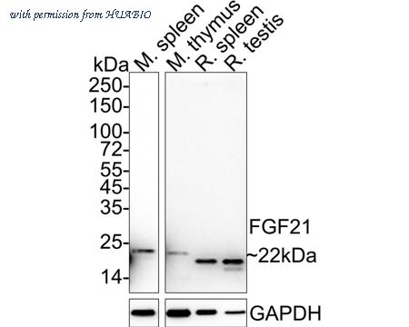 HUABIO HA750399 image 2