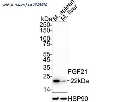 HUABIO HA750399 image 3