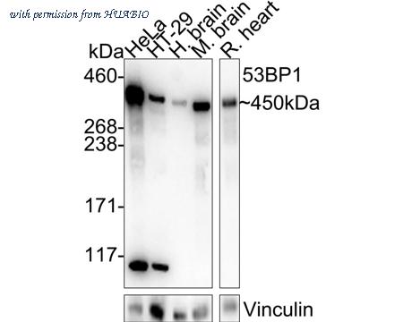 HUABIO HA750400 image 1