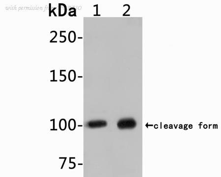 HUABIO HA750401 image 1