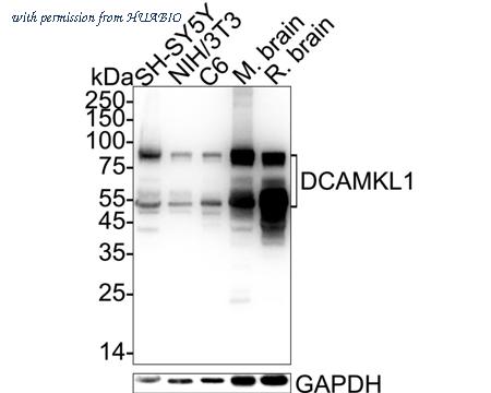 HUABIO HA750403 image 1