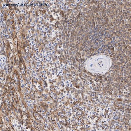 HUABIO HA750405 image 2