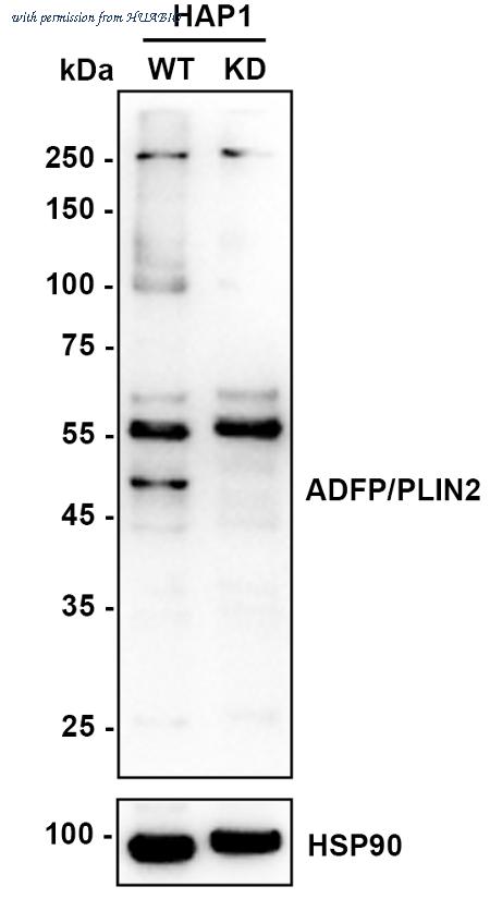 HUABIO HA750407 image 2