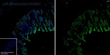 HUABIO HA750409 image 3