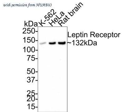 HUABIO HA750413 image 2