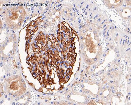 HUABIO HA750413 image 3