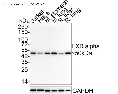 HUABIO HA750414 image 1