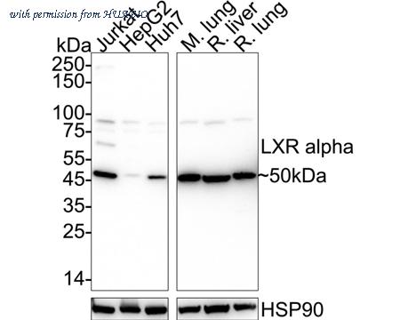 HUABIO HA750414 image 2