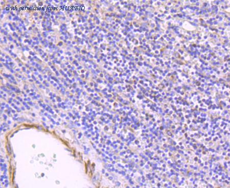 HUABIO HA750418 image 3