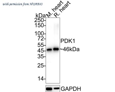 HUABIO HA750419 image 1