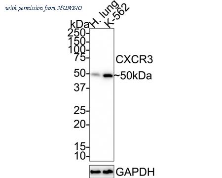 HUABIO HA750422 image 2