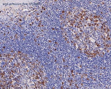 HUABIO HA750427 image 2