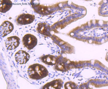 HUABIO HA750427 image 3