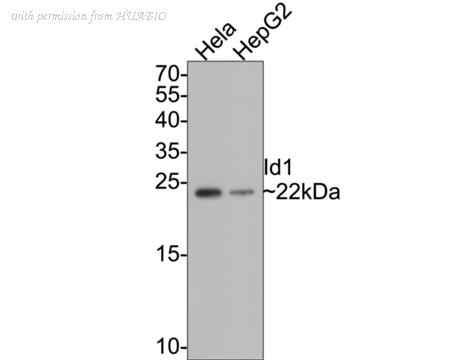 HUABIO HA750431 image 2