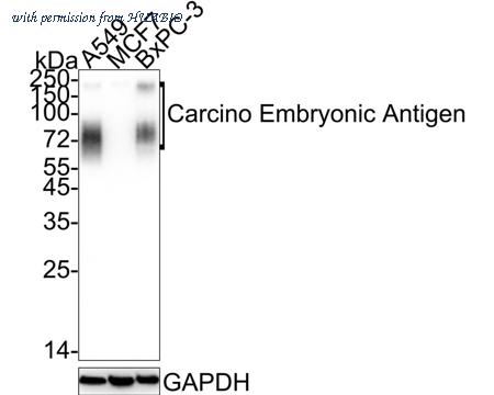 HUABIO HA750434 image 1