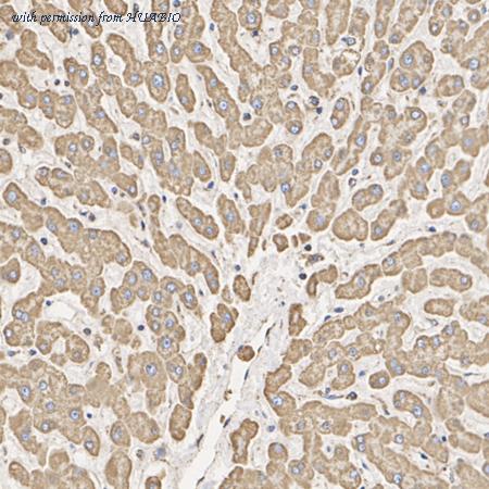 HUABIO HA750436 image 2