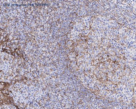 HUABIO HA750437 image 3