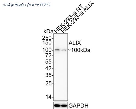 HUABIO HA750439 image 2