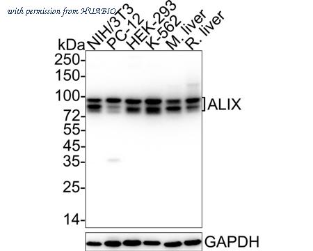 HUABIO HA750439 image 3
