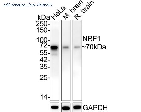 HUABIO HA750444 image 1
