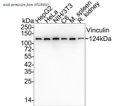 HUABIO HA750448 image 1