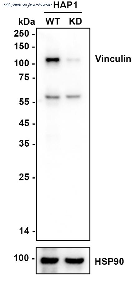 HUABIO HA750448 image 2