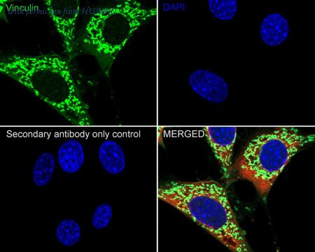 HUABIO HA750448 image 3