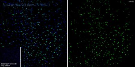 HUABIO HA750449 image 3