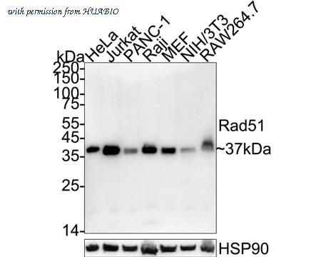 HUABIO HA750450 image 1