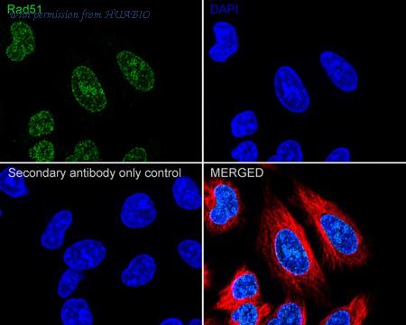 HUABIO HA750450 image 2