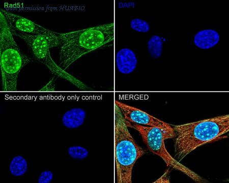 HUABIO HA750450 image 3