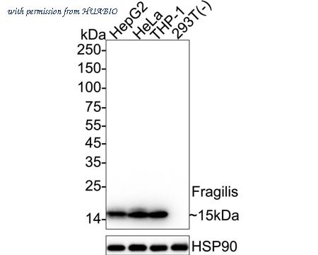 HUABIO HA750453 image 1