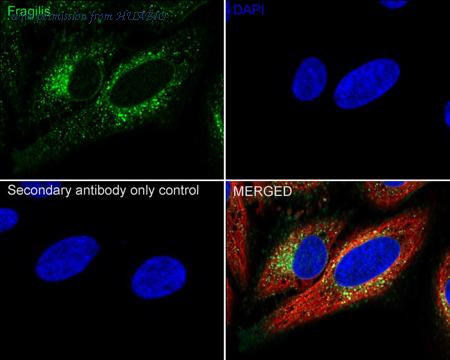 HUABIO HA750453 image 2