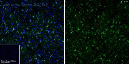 HUABIO HA750457 image 2