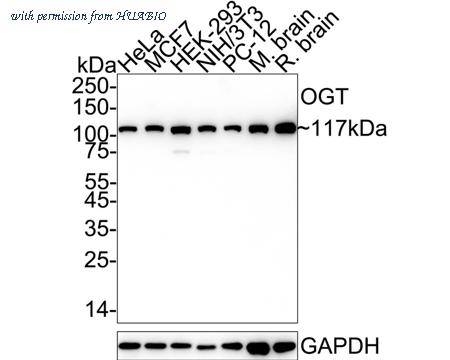 HUABIO HA750459 image 1