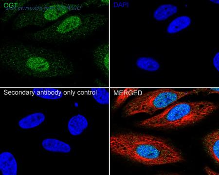 HUABIO HA750459 image 2