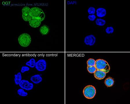 HUABIO HA750459 image 3