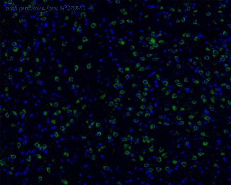 HUABIO HA750462 image 3