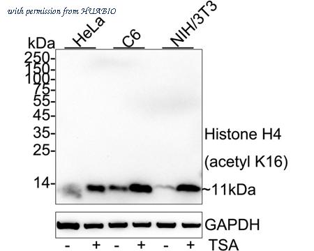 HUABIO HA750464 image 1