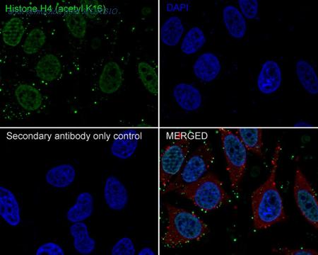 HUABIO HA750464 image 2