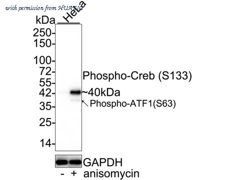 HUABIO HA750465 image 1