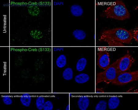 HUABIO HA750465 image 2